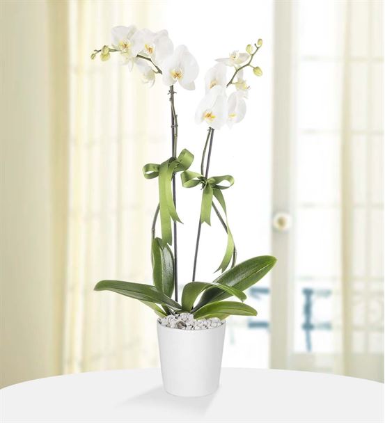 Zerafetin Simgesi 2 Dal Beyaz Orkide